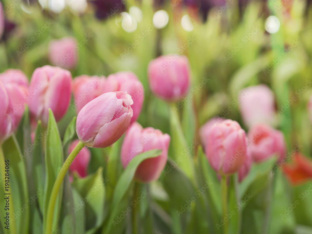 Pink, red and yellow tulips field or garden with green tulips leaves in Spring natural garden for nature and Spring concept Pink, red and yellow tulips field or garden with green tulips leaves in Spring natural garden for nature and Spring concept