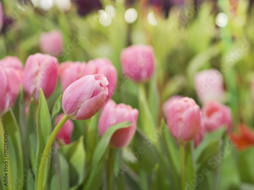 Pink  red and yellow tulips field or garden with green tulips leaves in Spring natural garden for nature and Spring concept