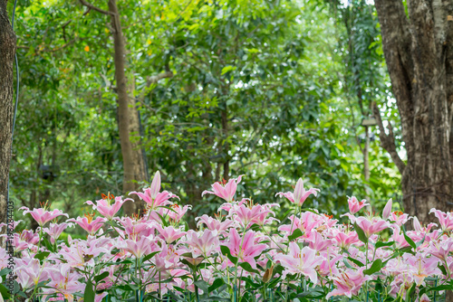 Fototapeta Naklejka Na Ścianę i Meble -  pink flower in the garden.