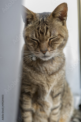 猫 カーテン裏 日光浴