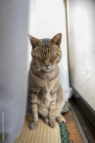 猫 カーテン裏 日光浴