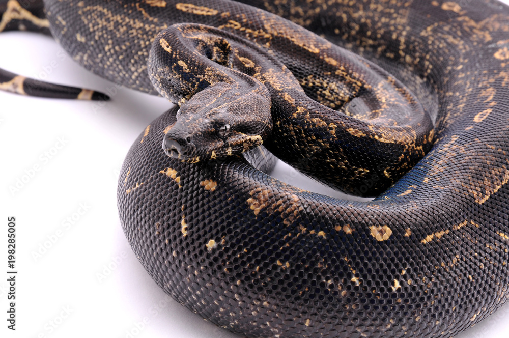 Obraz premium Boa constrictor imperator IMG