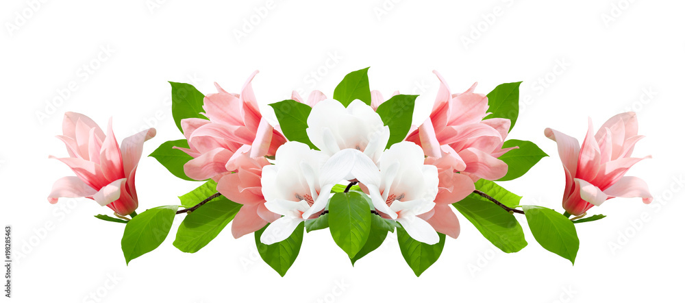 Naklejka premium Magnolia flowers isolated on white background
