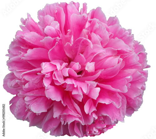 beautiful pink peony flower closeup isolated on a white background