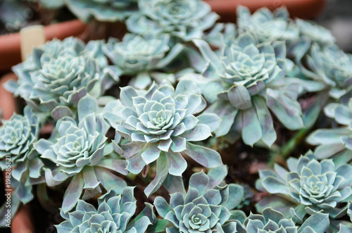 Crassula green-blue with small leaves. Succulents