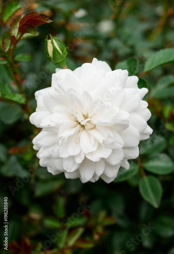 A gorgeous white camelia blooming in the garden