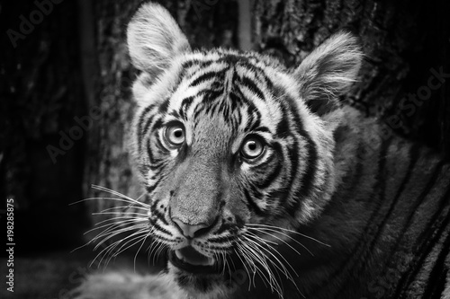 Fototapeta Naklejka Na Ścianę i Meble -  young tiger