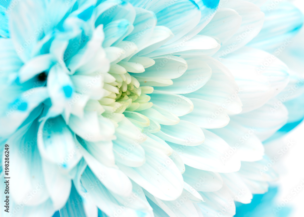 blue chrysanthemum as a background