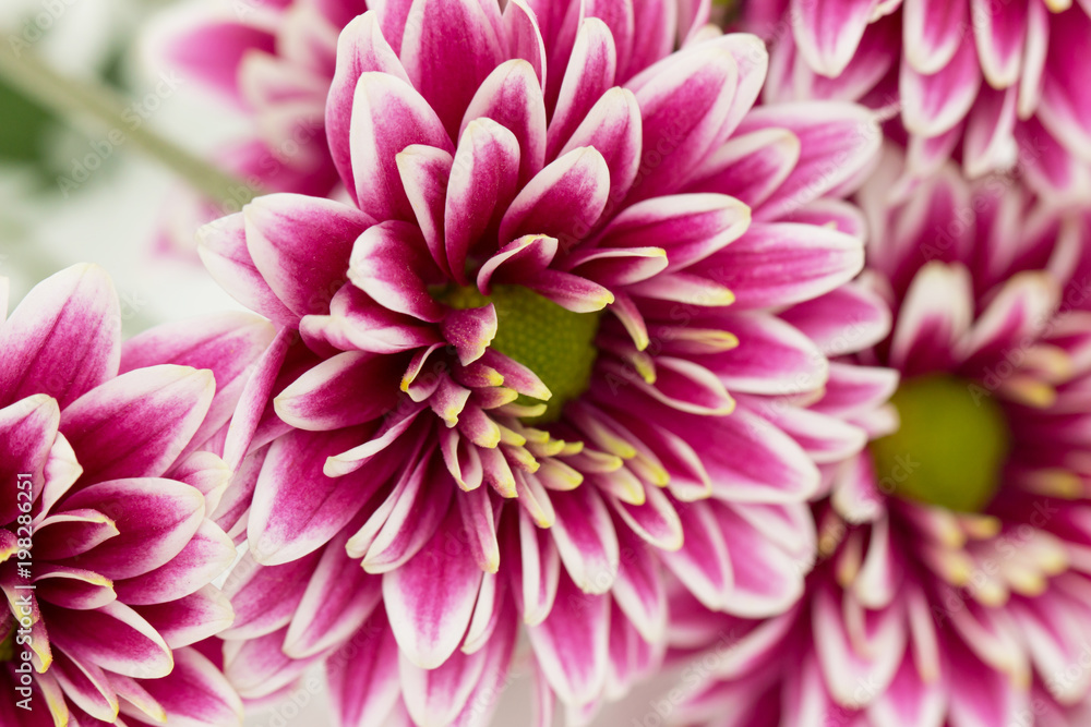 pink chrysanthemum on a white background pink chrysanthemum on a white background