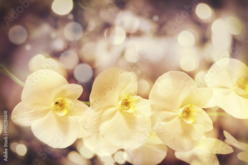 Yellow bokeh blurry background with nice white orchid flowers