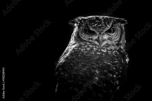 african owl - black and white image