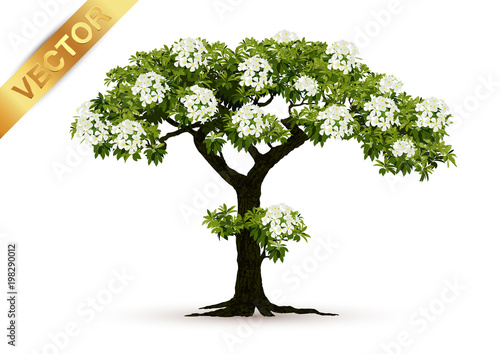 Beautiful tree Realistic  on a white background.