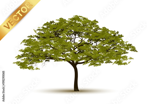 Beautiful tree Realistic  on a white background.