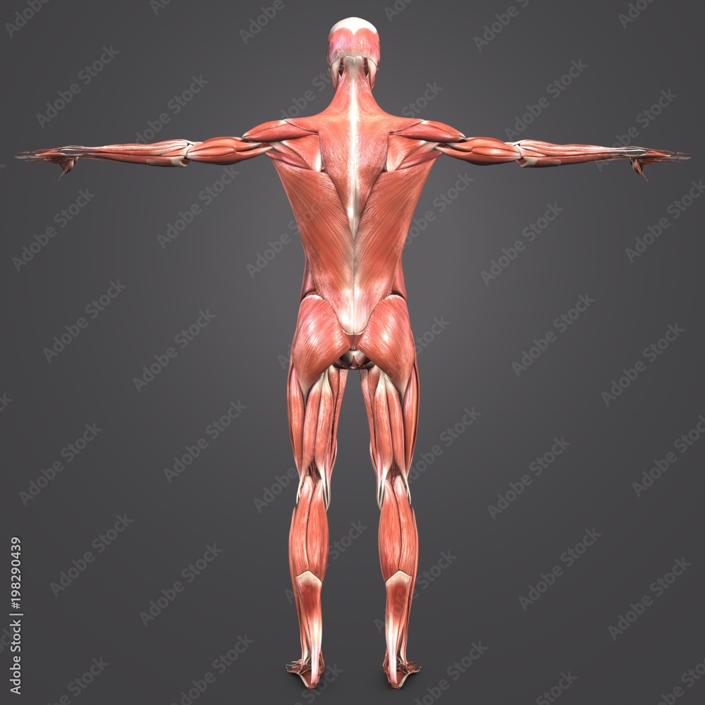 Obraz premium Human Muscular Anatomy Posterior view