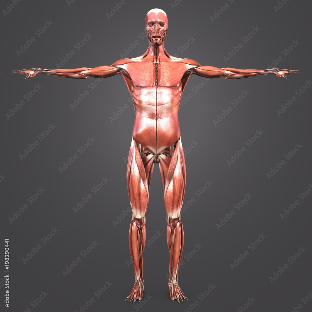 Human Muscular Anatomy Anterior view Human Muscular Anatomy Anterior view