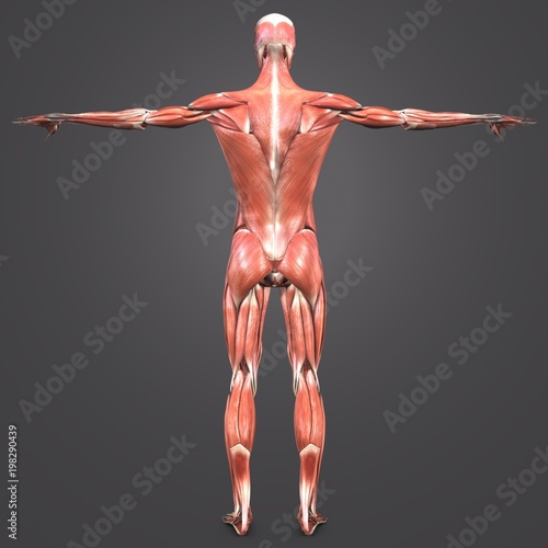  Human Muscular Anatomy Posterior view