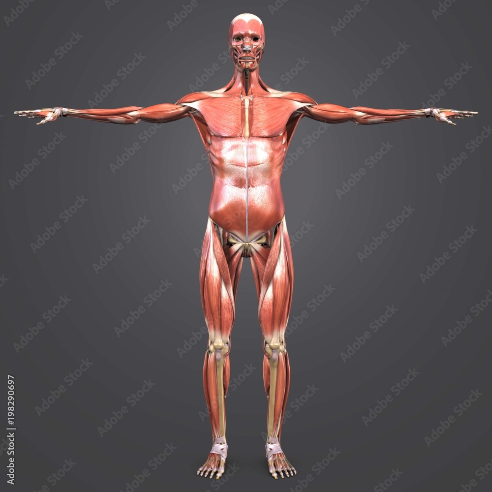 Human Muscular Anatomy with Skeleton Anterior view Human Muscular Anatomy with Skeleton Anterior view