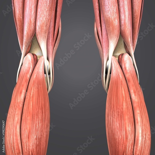 Quadro su tela Lower limbs Posterior view