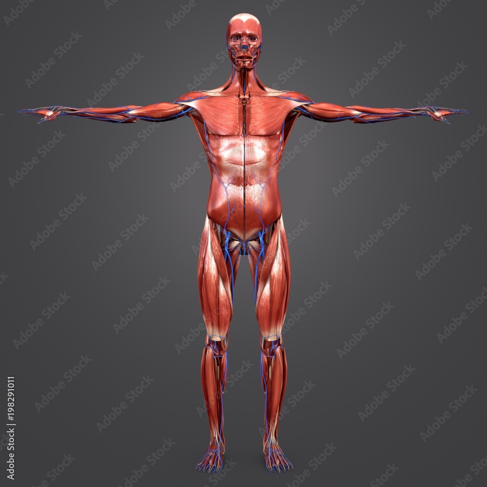 Human Muscular Anatomy with Veins Anterior view Human Muscular Anatomy with Veins Anterior view
