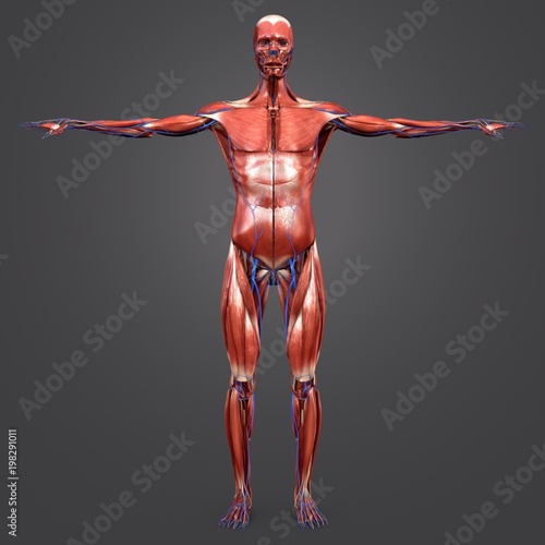 Fotografie, Obraz Human Muscular Anatomy with Veins Anterior view