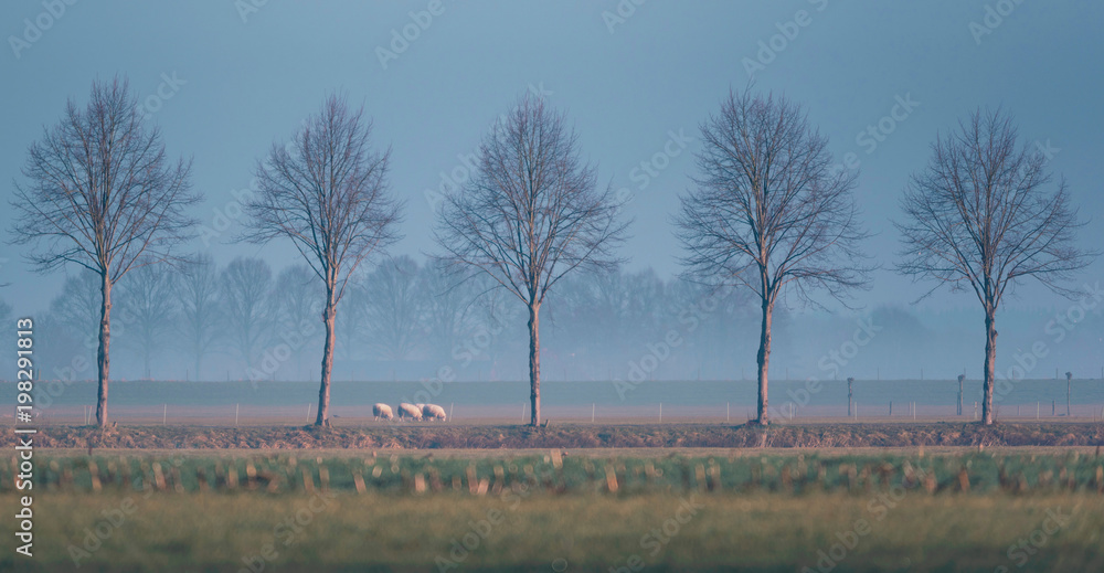 Misty dutch rural winter landscape with row of trees and small group of sheep. Misty dutch rural winter landscape with row of trees and small group of sheep.