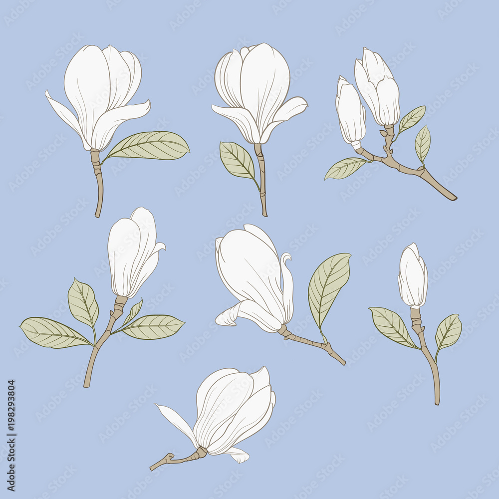 Obraz premium Set of floral elements. Bundle of Linear sketch of Magnolia Flowers. Collection of Hand drawn style black and white line illustrations on a white background. Vector illustration