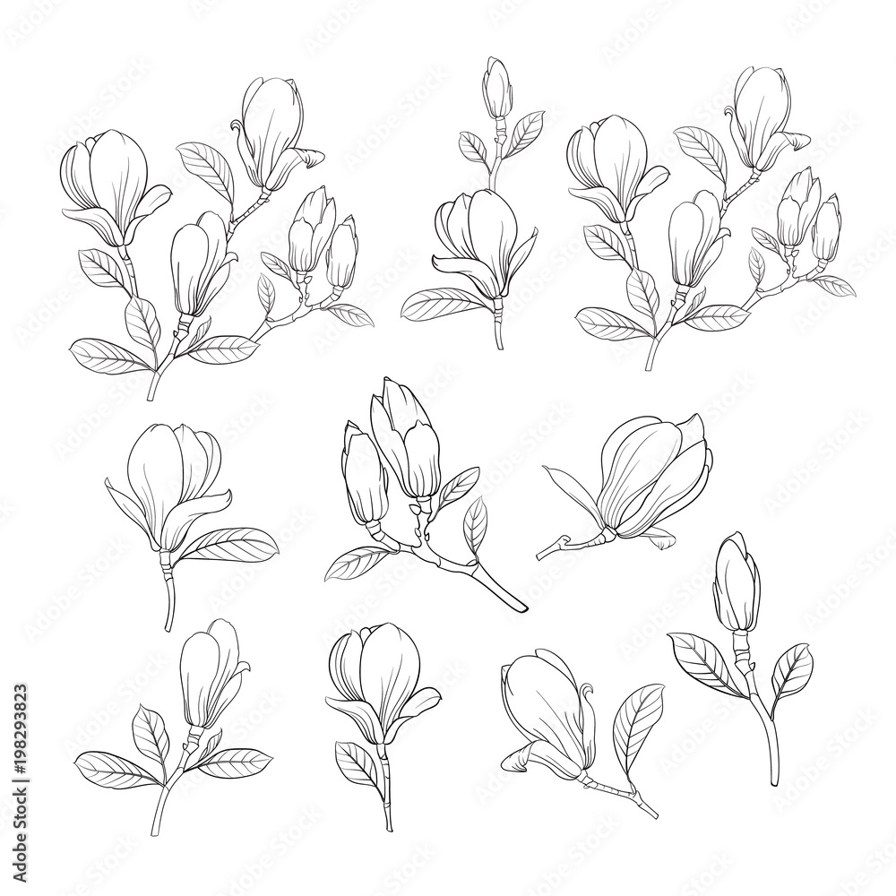 Set of floral elements. Bundle of Linear sketch of Magnolia Flowers. Collection of Hand drawn style black and white line illustrations on a white background. Vector illustration Set of floral elements. Bundle of Linear sketch of Magnolia Flowers. Collection of Hand drawn style black and white line illustrations on a white background. Vector illustration