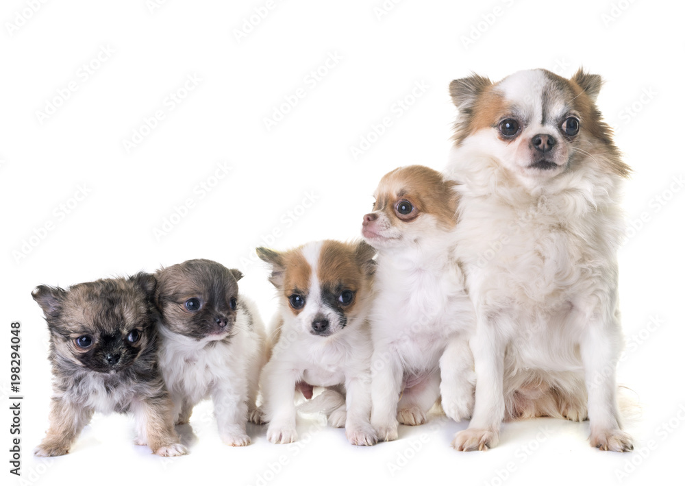 puppies chihuahua and adults