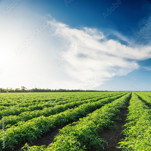 agriculture green field with tomatoes and blue sky with clouds in sunset