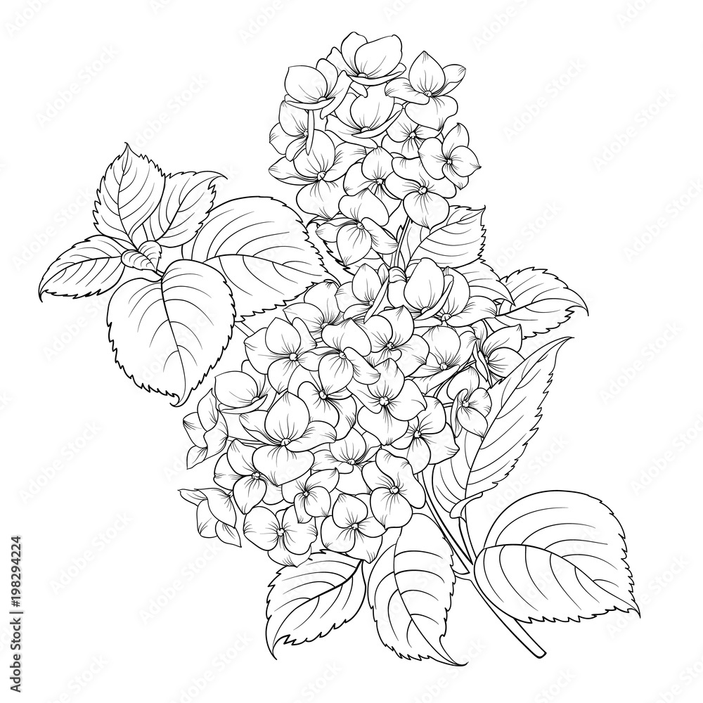 Blooming flower hydrangea on white background. Mop head hydrangea