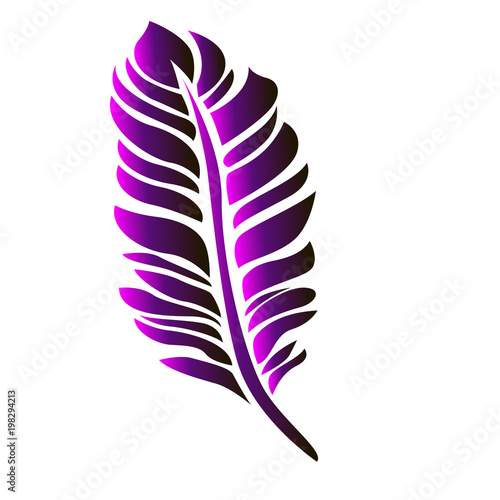 Beautiful feather gradient - close-up