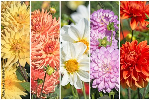 Fototapeta Naklejka Na Ścianę i Meble -  Dahlien, Dahlias, Collage