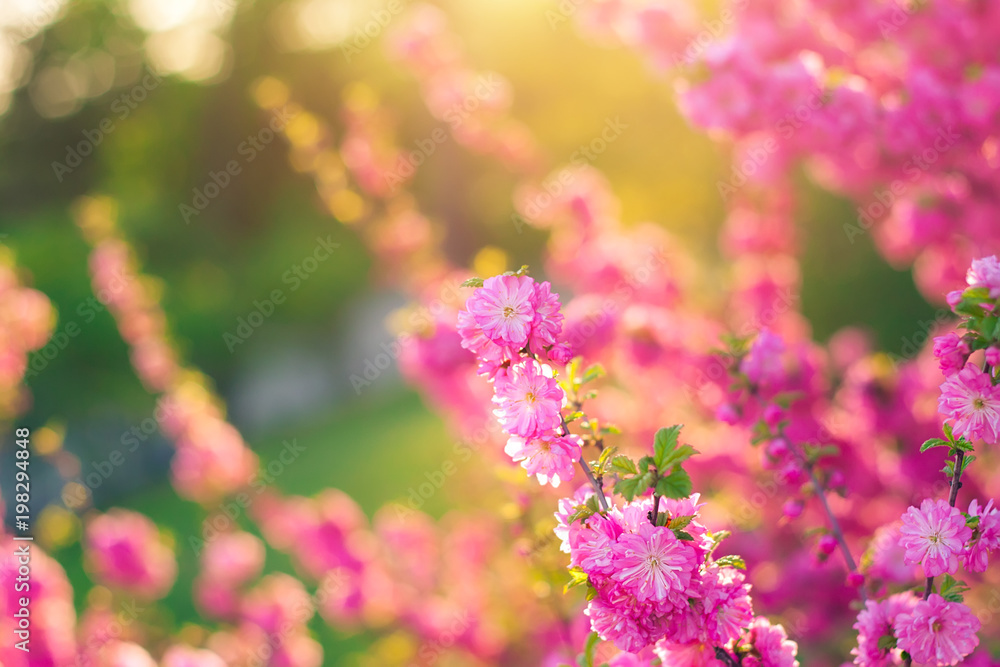 Flowering shrubs Flowering shrubs