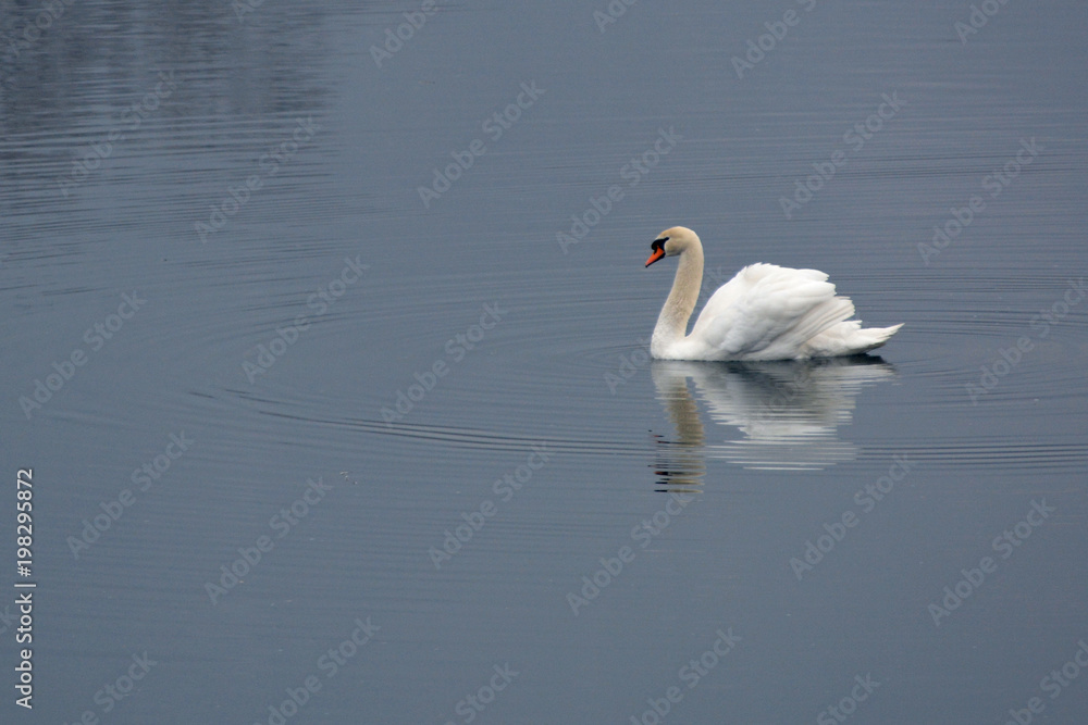 Obraz premium Mute swan on river Krka