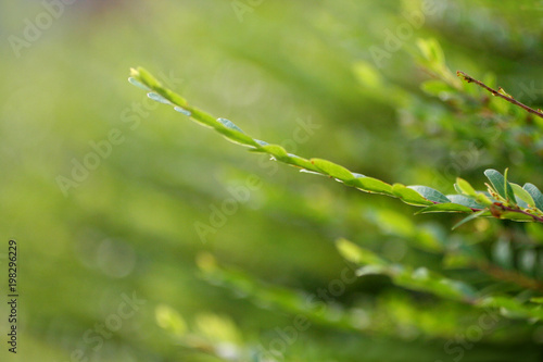 Green leaves on green blurred background © panchanok