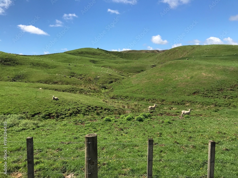 View of Waikato farmland