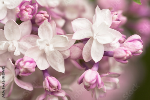 White - Purple Spring Flowers Lilac Macro. Abstract Soft Floral Background.