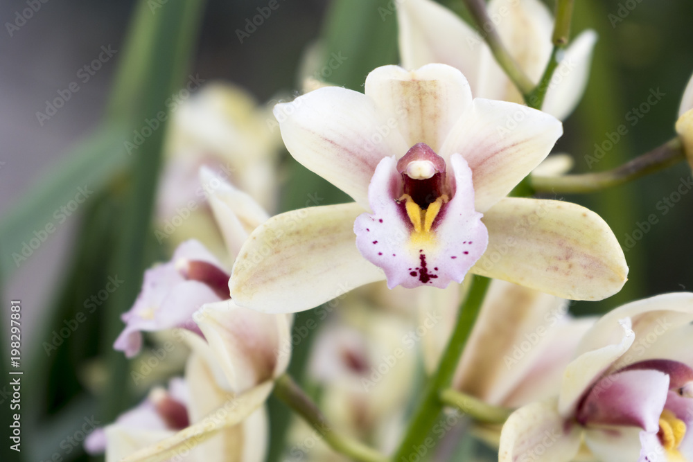 Nahaufnahme von einer weißen Orchideenblüte Nahaufnahme von einer weißen Orchideenblüte
