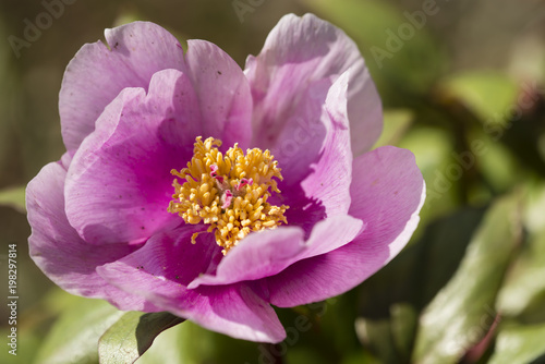 Close up of Pink and yellow paeony flower