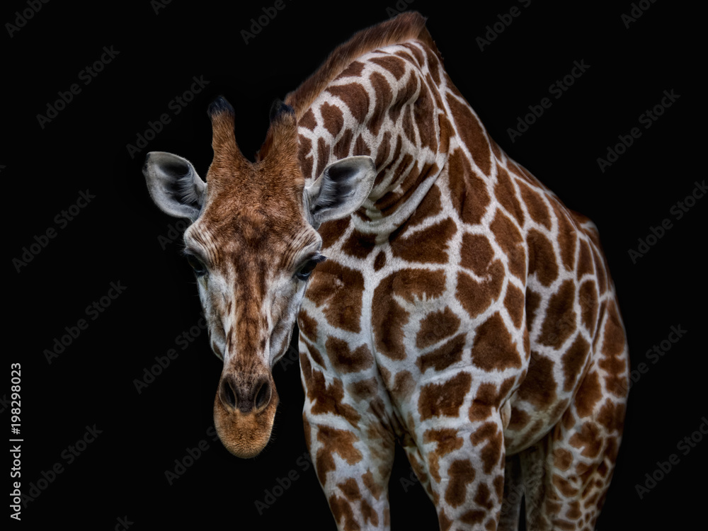 Naklejka premium Hallo da unten