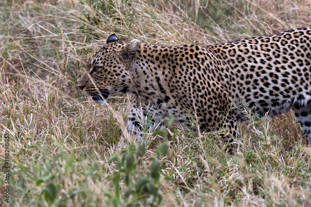 Wilde Leopardin - Afrika