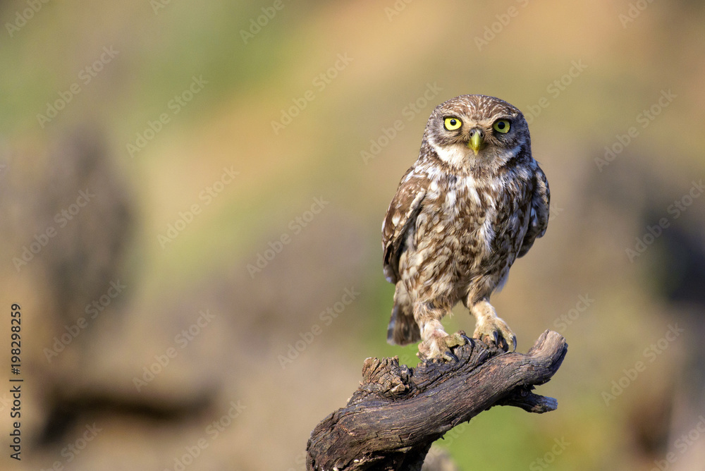 The little owl (Athene noctua) stands on a branch on a colorful background The little owl (Athene noctua) stands on a branch on a colorful background