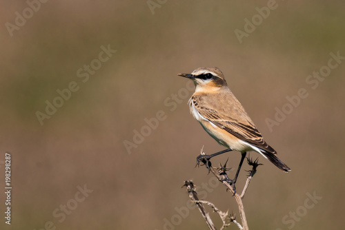 portrait of the northern wheatear (Oenanthe oenanthe)