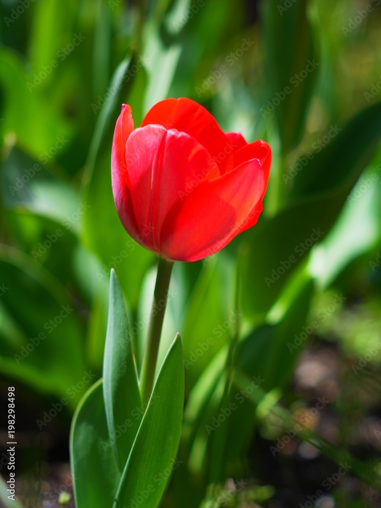 チューリップの花