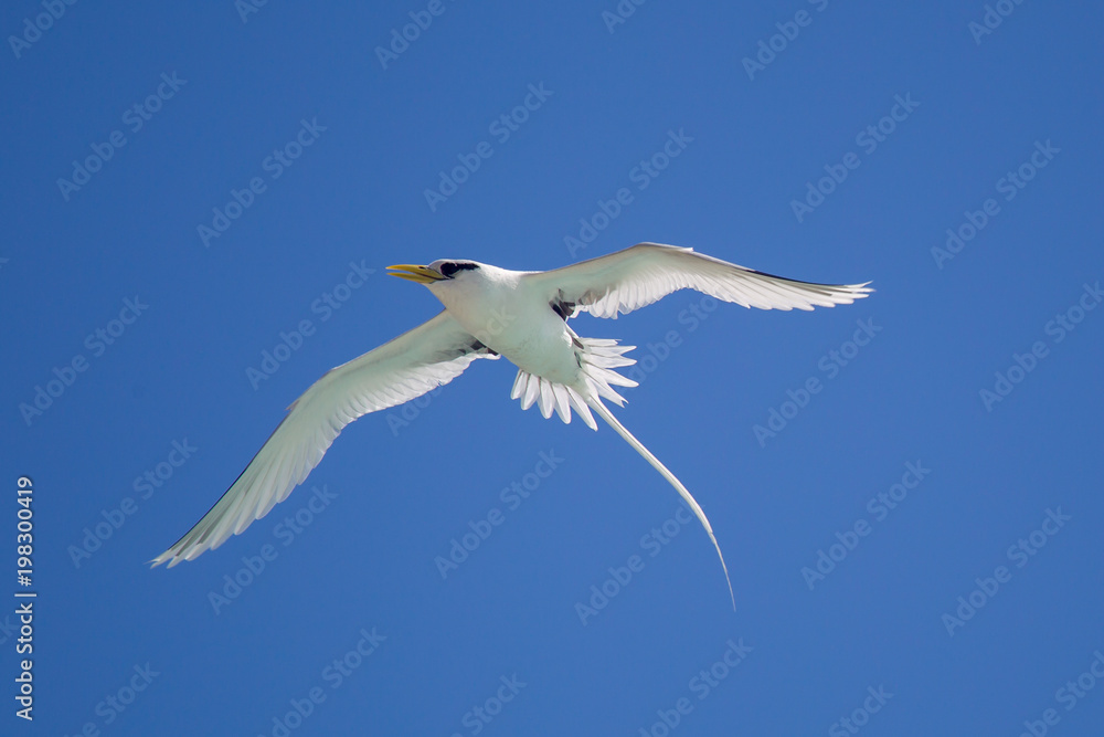 Fototapeta premium Weißschwanz-Tropikvogel (Phaethon lepturus) im Flug über Praslin, Seychellen.