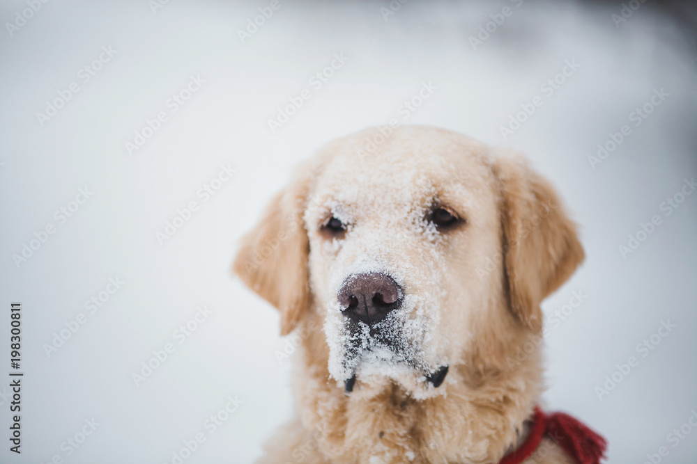 golden retriever