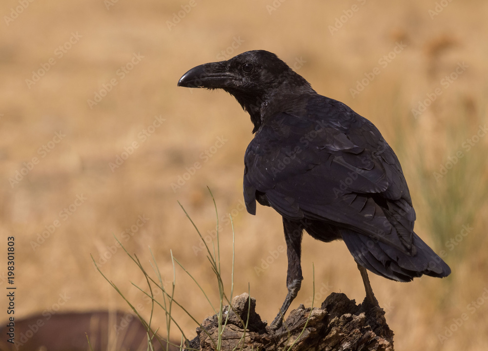 Obraz premium crow perched on old wood of tree (Corvus corax)