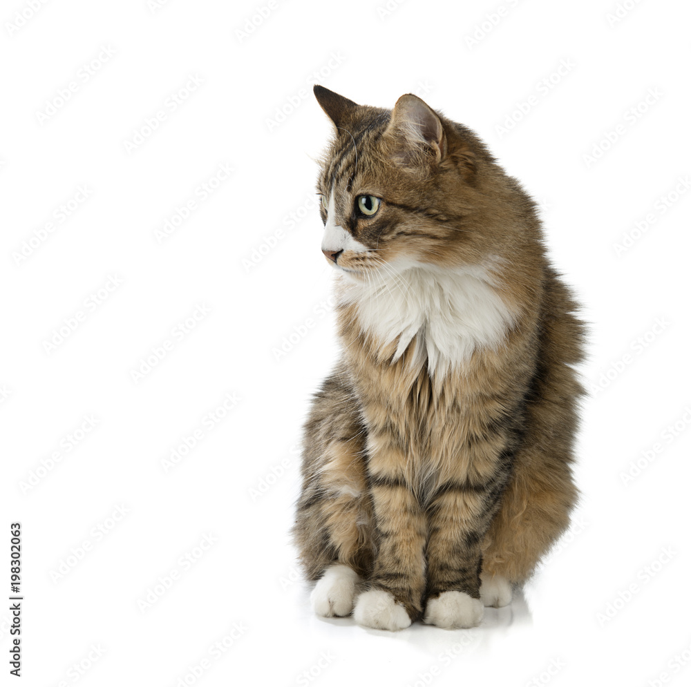 Obraz premium Norwegian forest cat looks at the space for your text. 