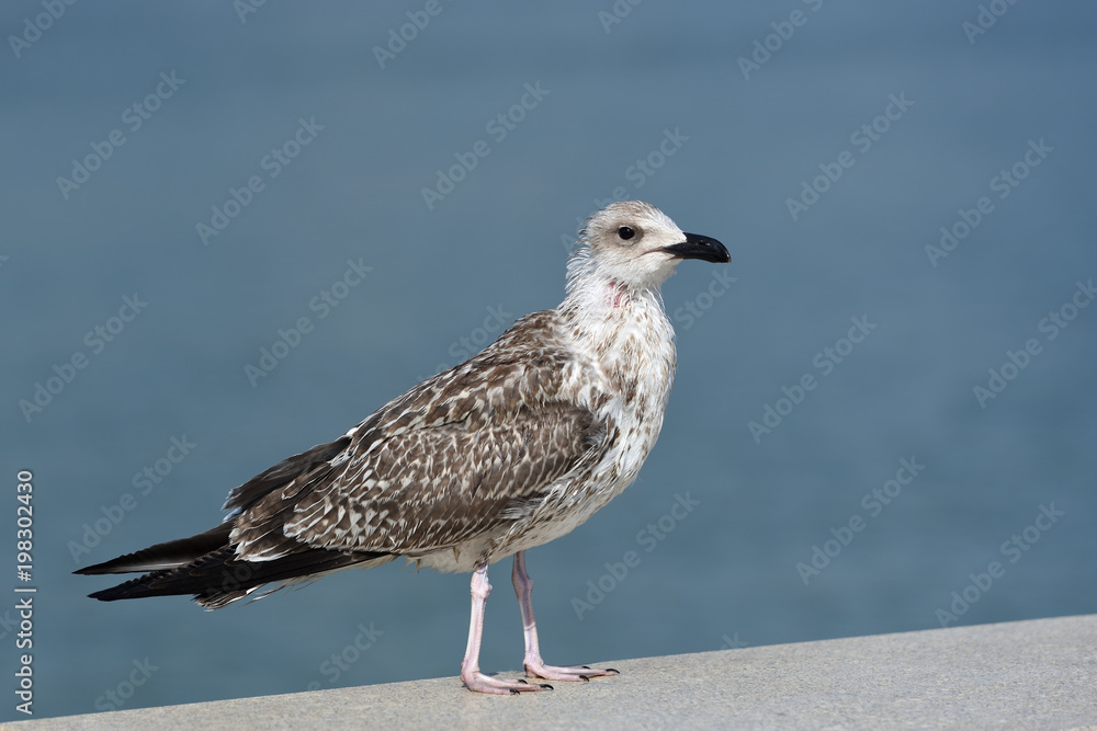 Thin and possibly sickly seagull of motley colors, stands on the level surface of the stone parapet Thin and possibly sickly seagull of motley colors, stands on the level surface of the stone parapet