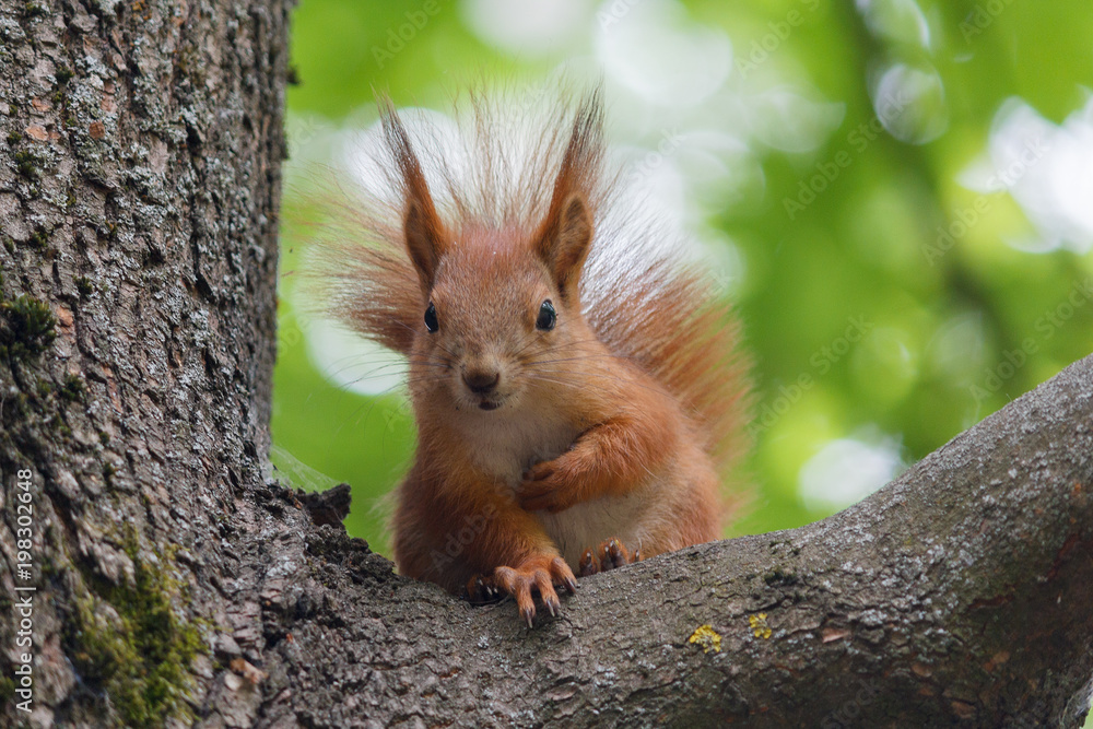 Squirrel red tree sits on a tree. Animals Squirrel red tree sits on a tree. Animals